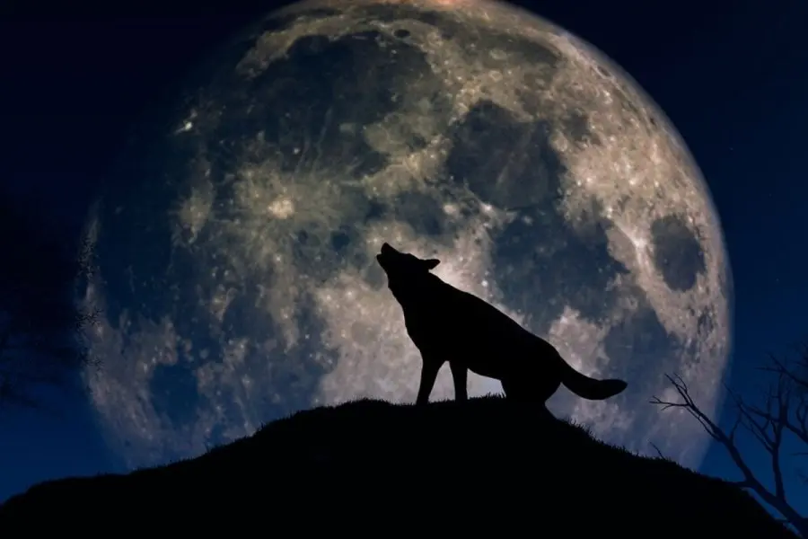 Luna de lobo, cometas y meteoros para el primer mes del 2023