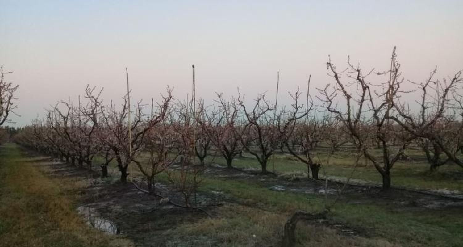El servicio de alarmas de heladas del Inta registró temperaturas menores a -4º