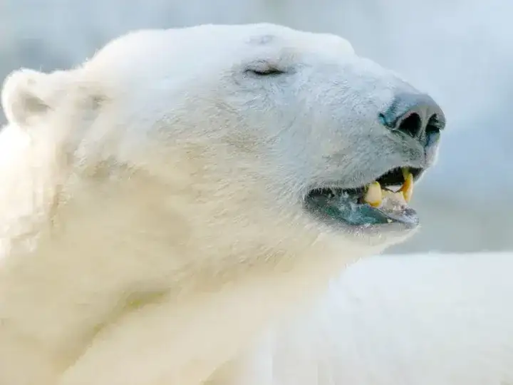 Despertaron a un oso polar en Noruega.