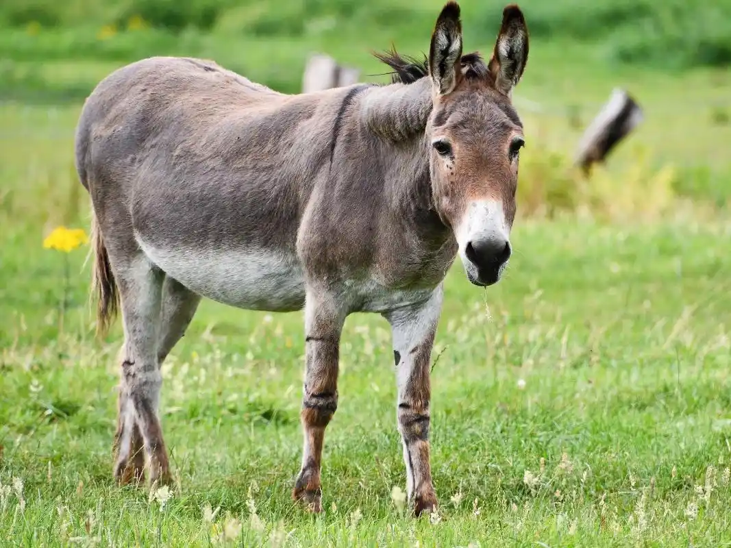 La aparición de carne de burro en el mercado de Chubut generó un fuerte debate.