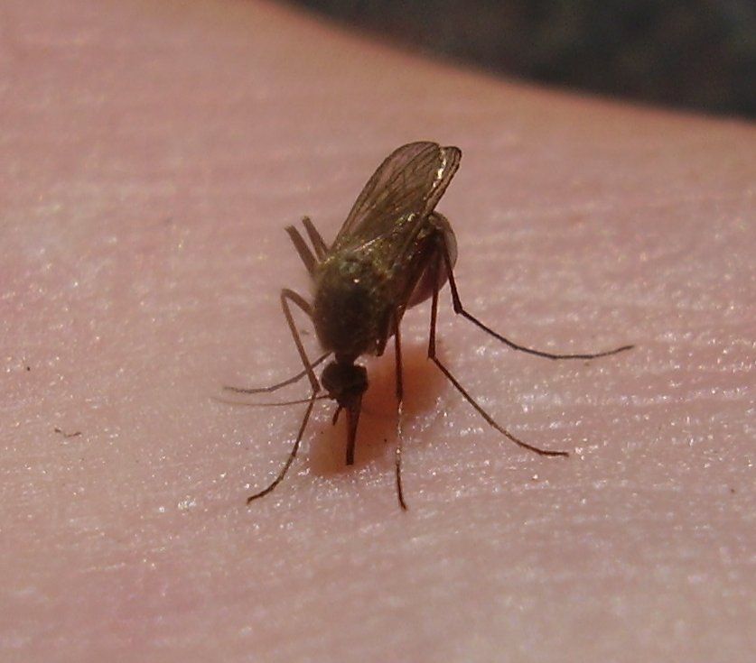 Científicos brasileños desarrollan un método innovador para combatir el zika, el dengue, la fiebre amarilla y la chikungunya