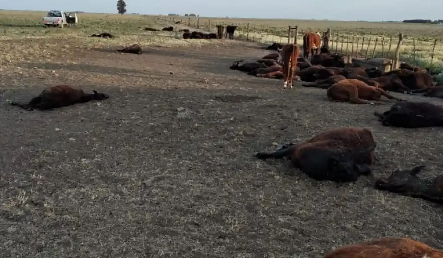 Murieron más de 150 vaquillonas en un campo de Púan al quedarse sin agua tres días