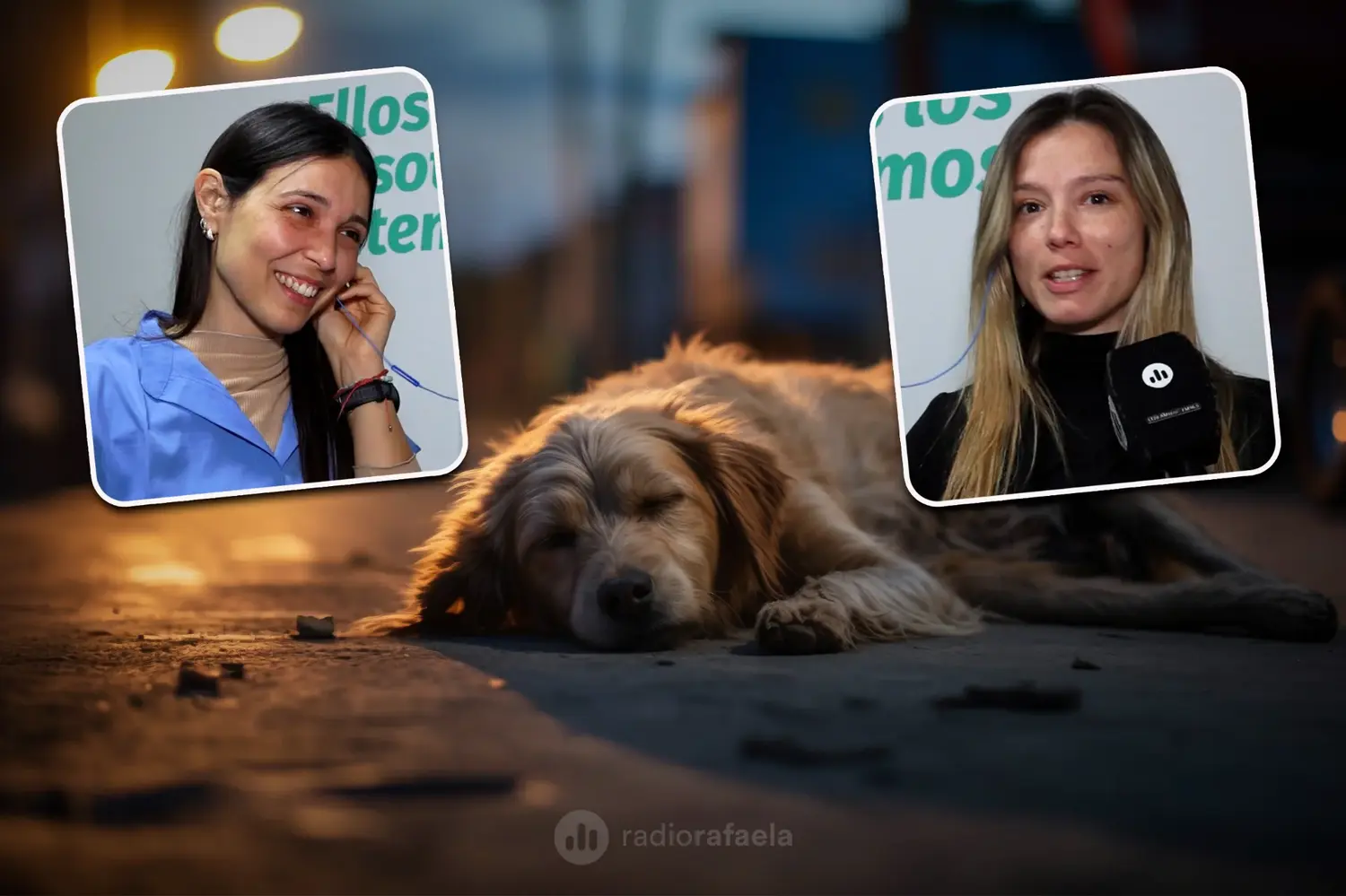 "El Arca de Belén", el desafío de los rescates animales y el trabajo veterinario detrás: "Es algo que no tiene precio"