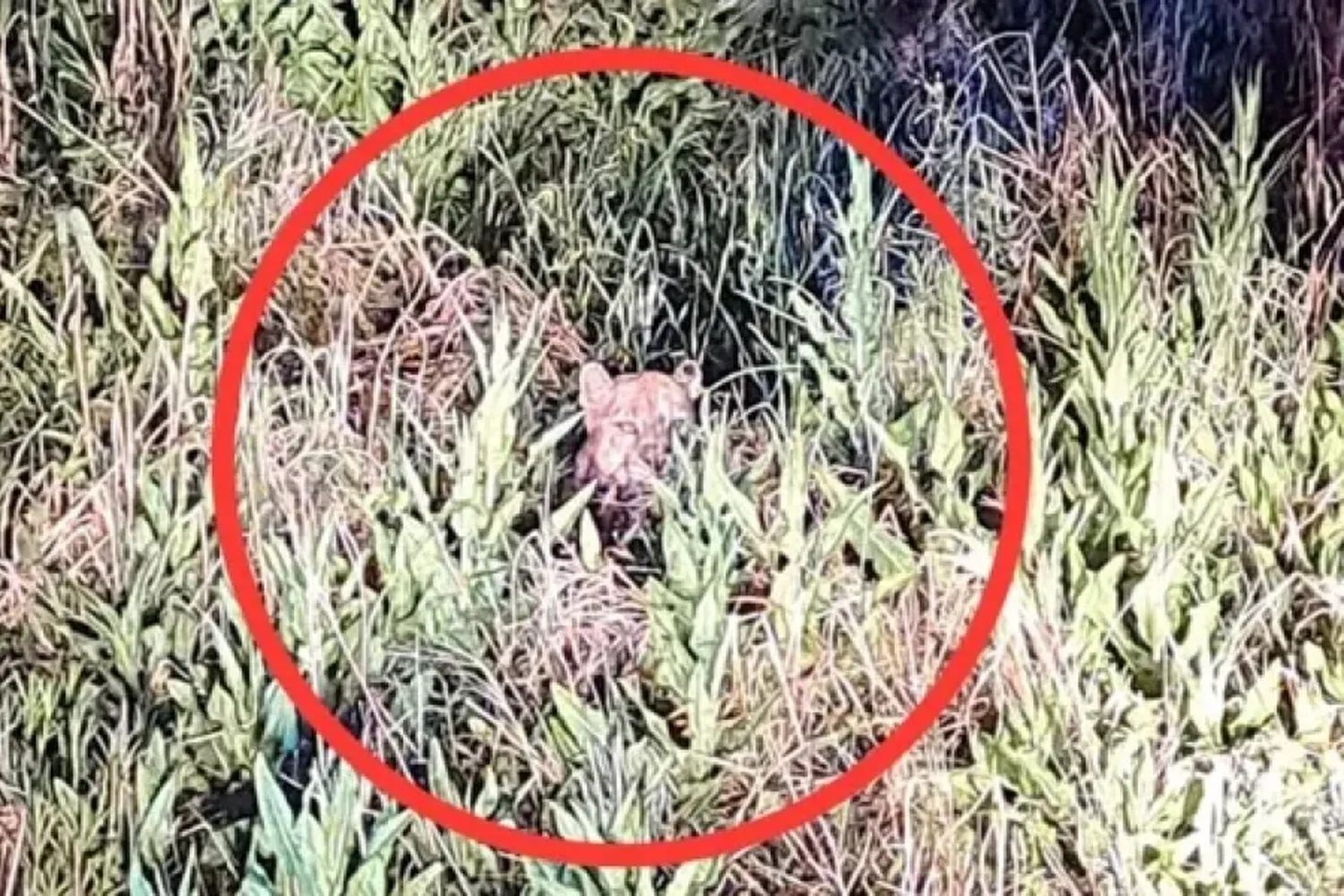 Atraparon a un puma suelto en la provincia, pero falleció producto del estrés