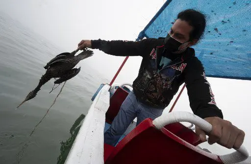 ¡CATASTRÓFICO! Perú declara «emergencia ambiental» a zona costera afectada por derrame petrolero