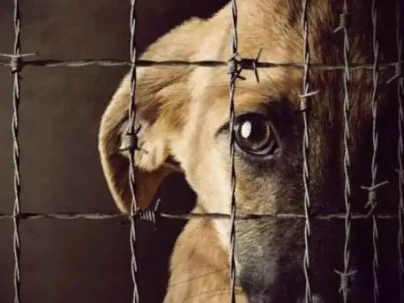 Imputaron a una mujer por maltrato animal. Foto: Ilustración