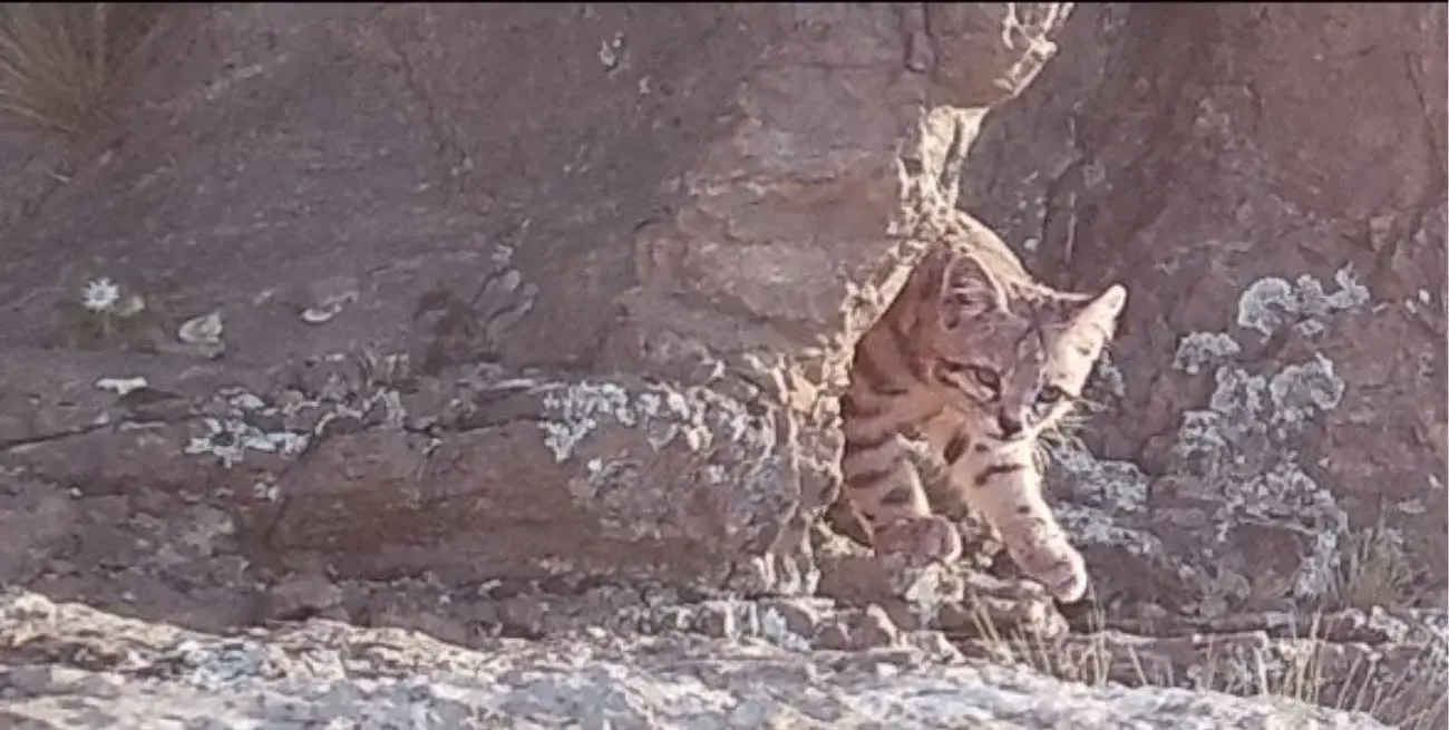 Confirmaron por tercer año consecutivo la presencia de gato andino en Mendoza