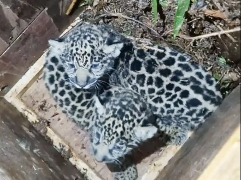 Capturaron y relocalizaron a una yaguareté herida y a sus dos cachorros