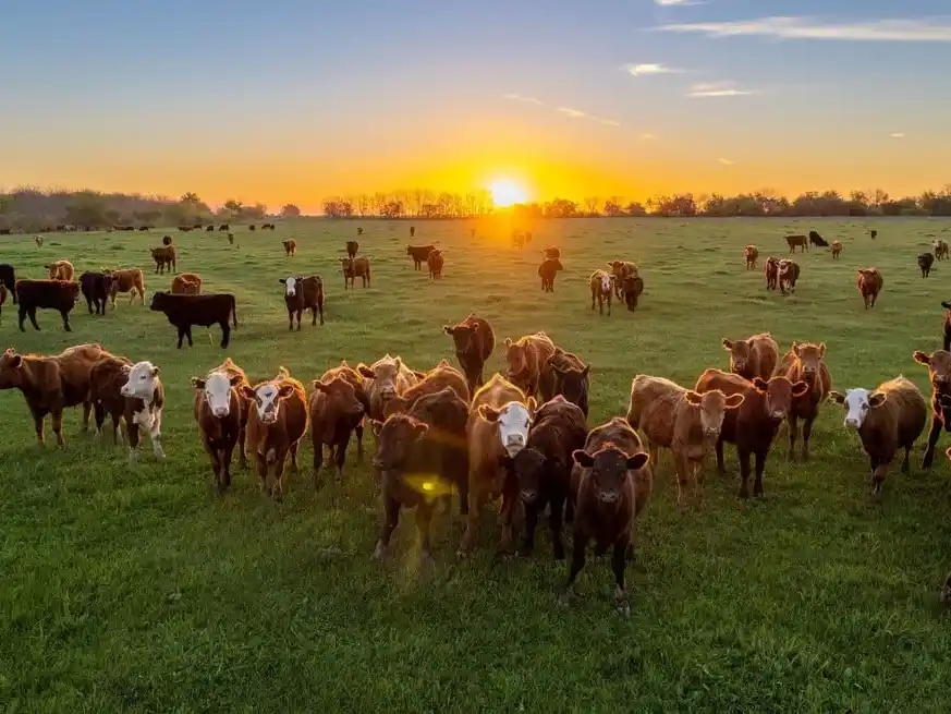 A diferencia de años anteriores, la buena disponibilidad de pasto incentivó las recrías a campo, generando una mayor demanda por parte de los invernadores, quienes impulsaron una suba de valores en pleno pico de zafra.