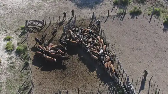 Recuperaron 77 vacunos robados y detuvieron a tres personas por abigeato