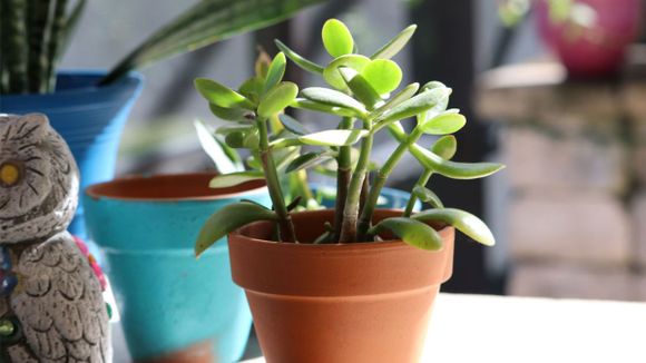 JADE: atrae la buena suerte y purifica el aire