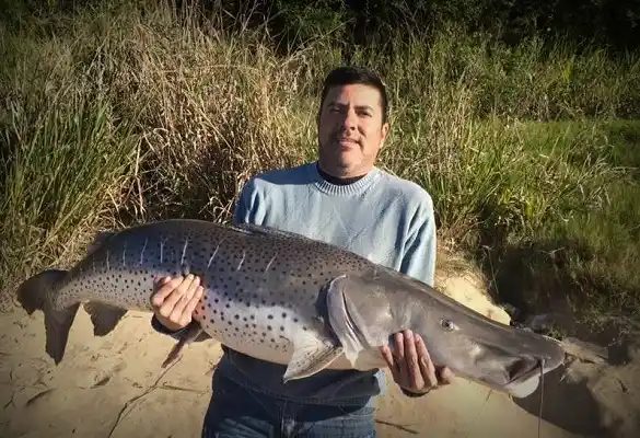 Pescó un surubí de 38 kilos y lo dedicó a su padre