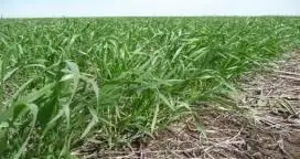 Entre Ríos: Las lluvias paralizan la siembra de trigo y lino