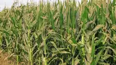 Las lluvias traen alivio para la soja y el maíz de segunda