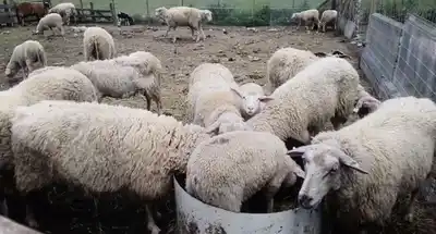 Sarna ovina: nuevos requisitos para el rotulado de productos inyectables