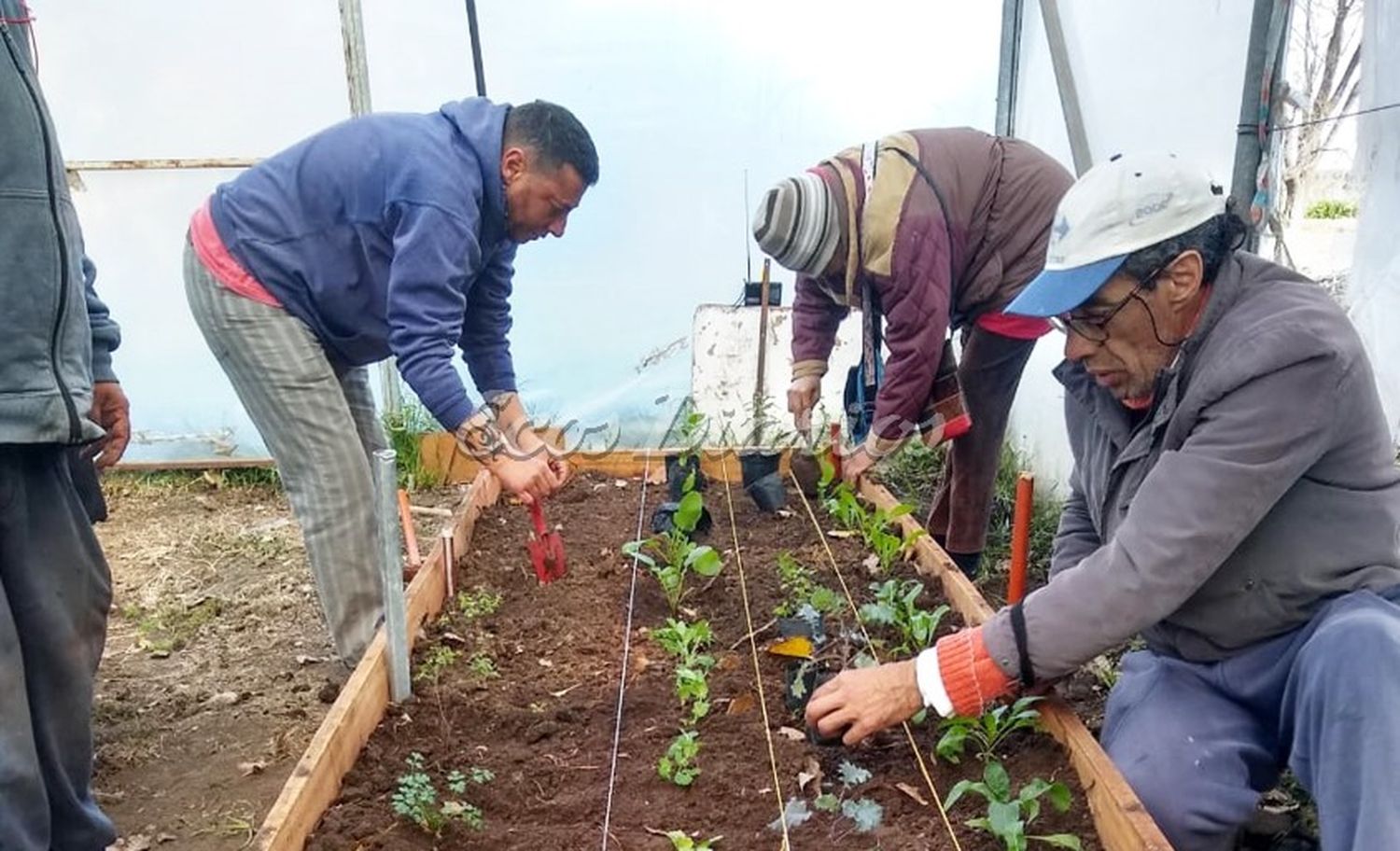 Huerta. Los operarios realizan el cuidado de verduras y frutas