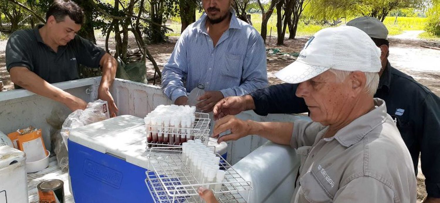 SENASA: Avanza el muestreo gratuito de brucelosis bovina en la agricultura familiar