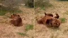 La historia de Kenai: el oso pardo que pasa sus días en un santuario entrerriano