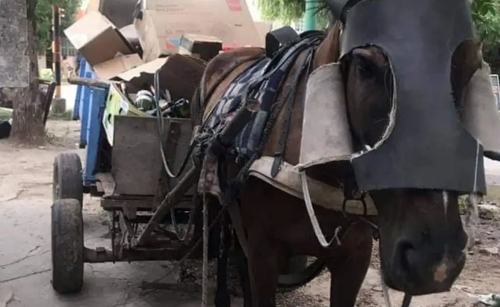 Santo Tomé: rescataron a un caballo gracias a una denuncia ciudadana