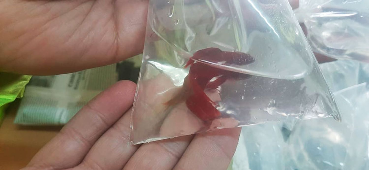 Los gendarmes encontraron cuatro conservadoras de telgopor que estaban rotuladas con la inscripción “peces vivos”.