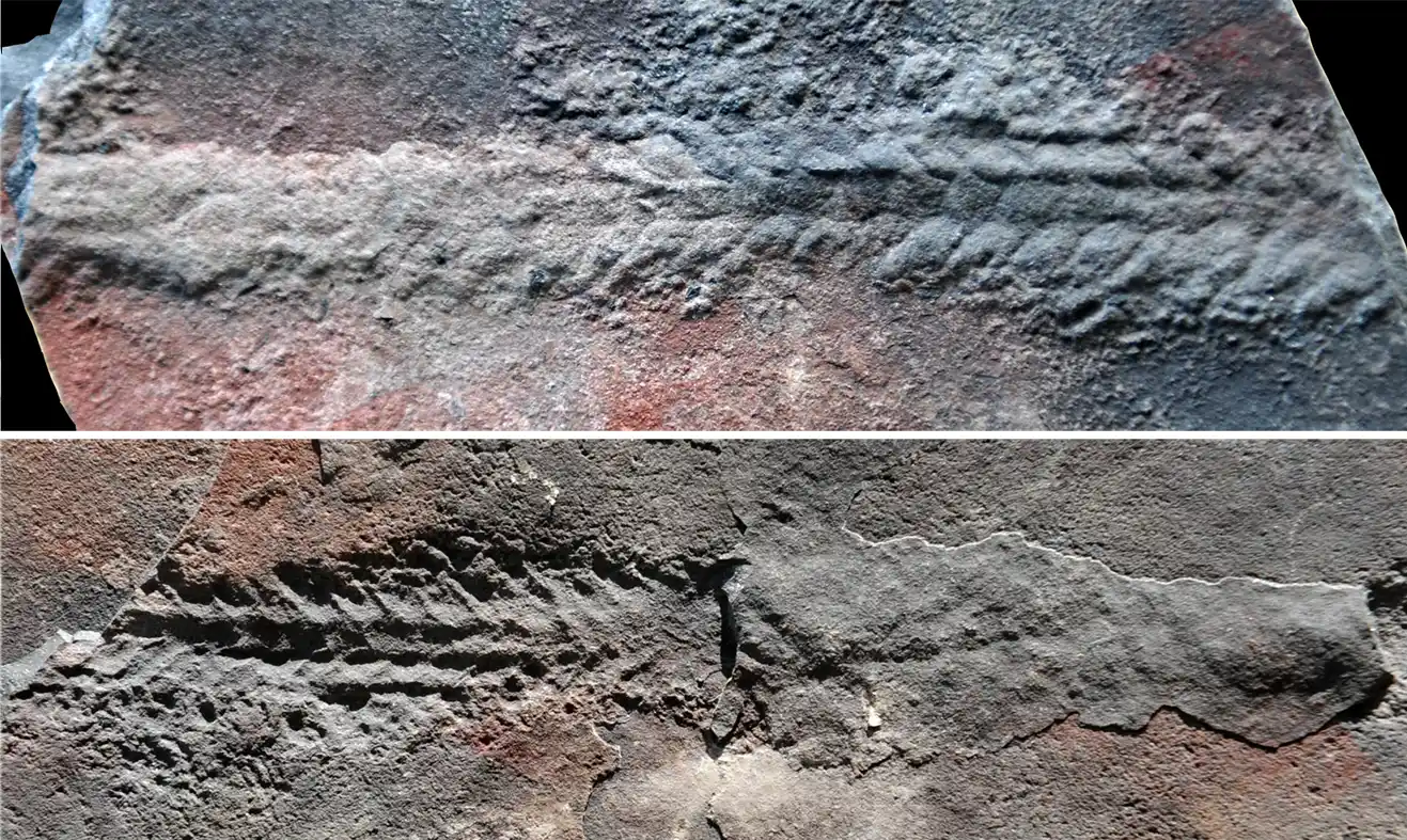 Un gusano arroja luz sobre los primeros seres que podían moverse