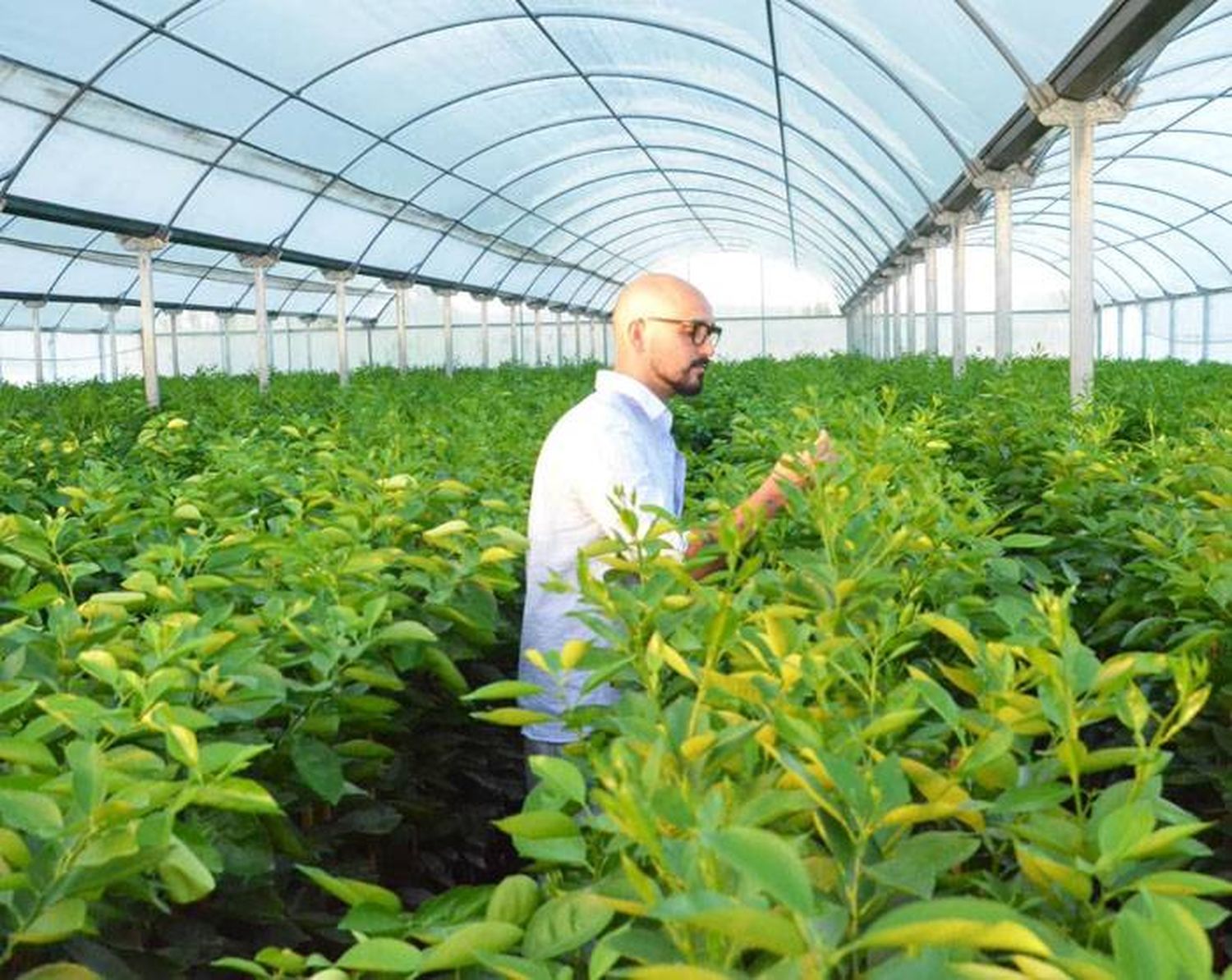 Abel Pintos visitó el vivero desde donde recibe las plantas  de nuez Pecán de su nuevo proyecto agrícola