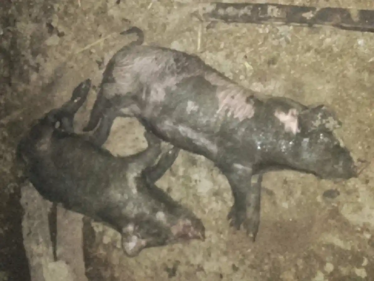 Fue a robar lechones a un campo junto a su hijo de 7 años y lo detuvieron