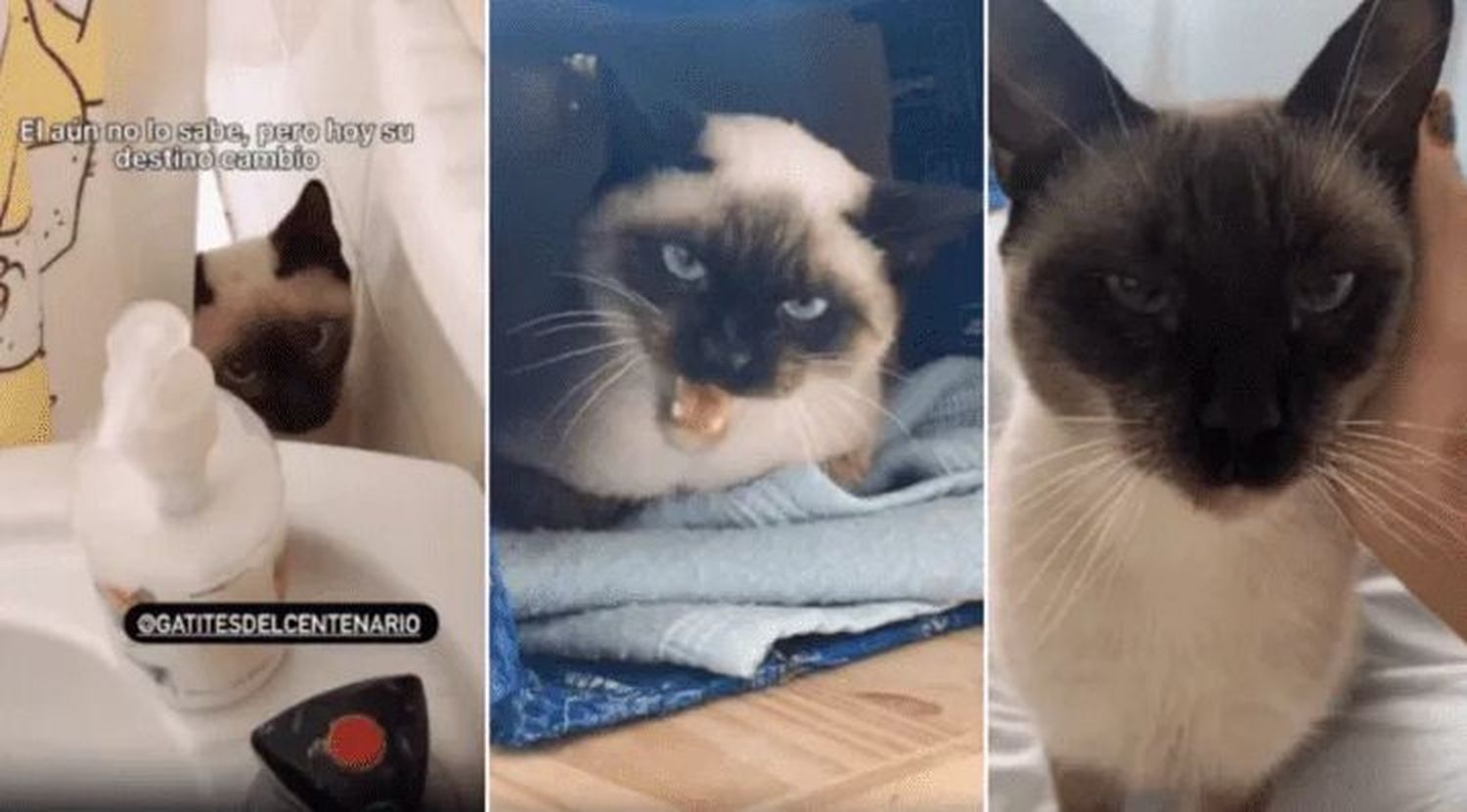 La historia de “Houdi”, el gato “arisco” que se dejó acariciar luego de un año de terapia y “aprendió” a ronronear