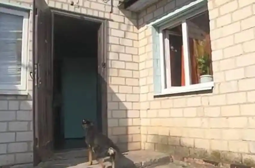 Mató a su marido, le cortó los genitales y se los dio de comer a los perros