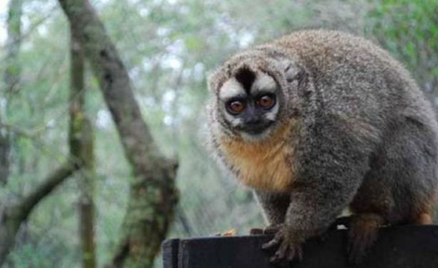 Recuperaron un mono robado del Parque de la Biodiversidad