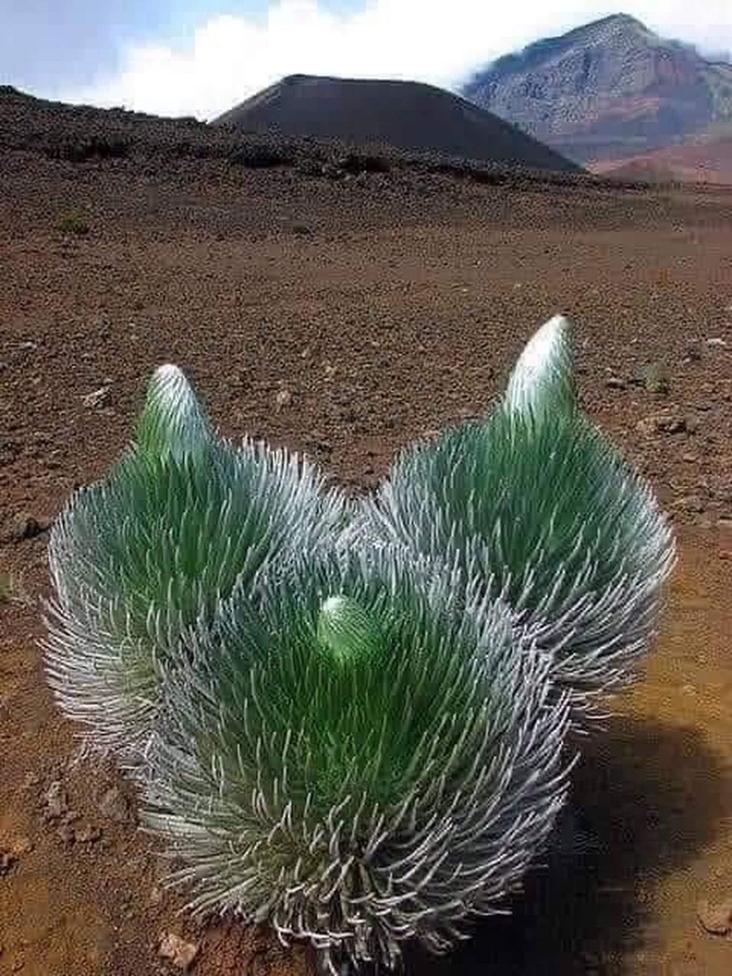 La misteriosa Flor de la Paciencia