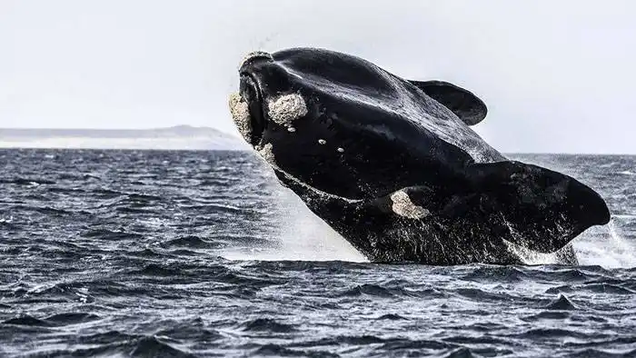 Buscan que el Agujero Azul sea un santuario para proteger la biodiversidad marina