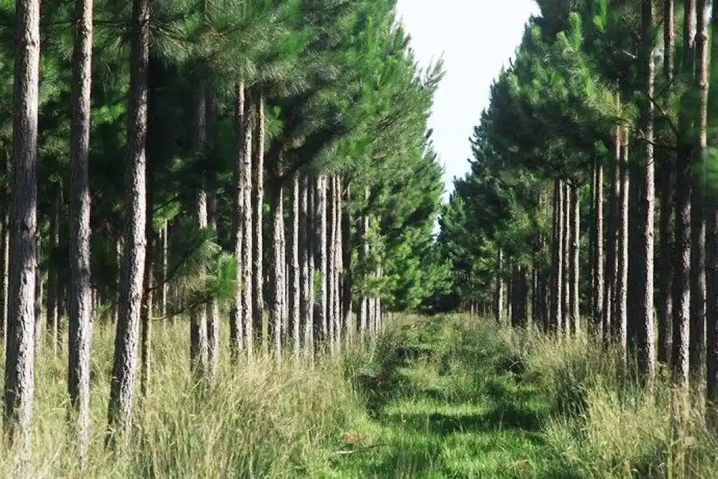 Sistemas silvopastoriles mitigan de gran modo el daño de la sequía