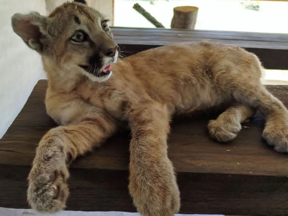 Rescatan a una cachorra de puma en La Paz y la trasladan a un refugio en Entre Ríos