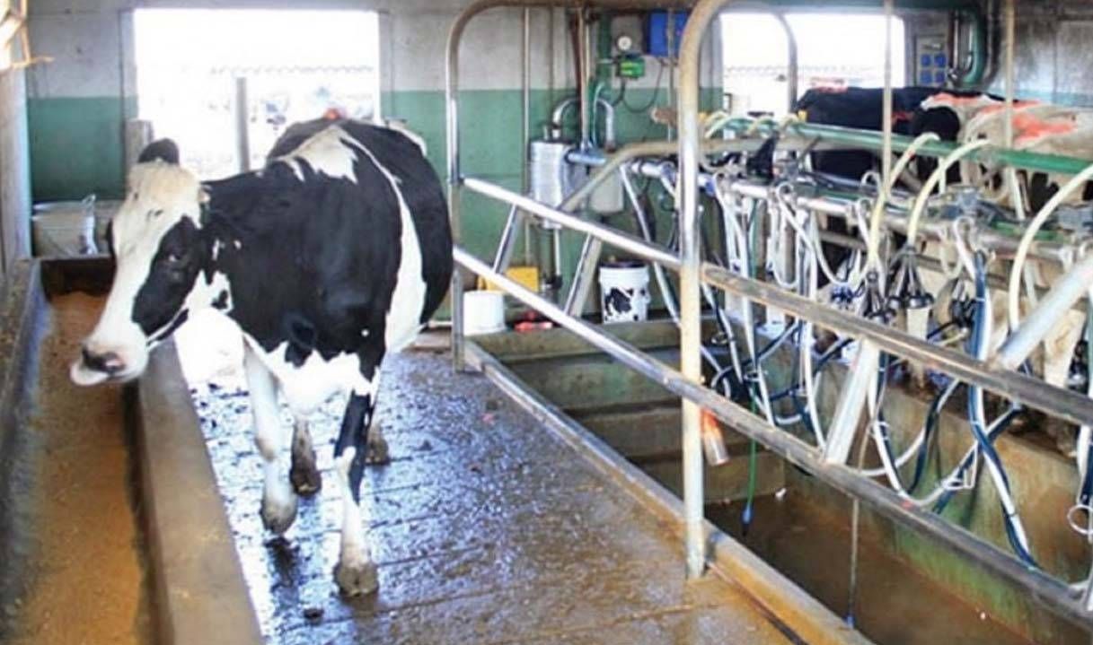 Lanzan créditos a valor producto por hasta 700.000 pesos para tamberos