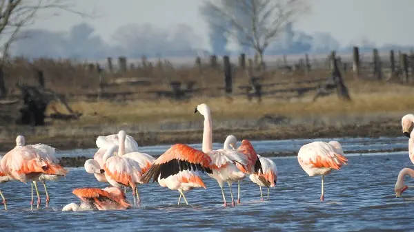 Microregión Lagunas del Sur