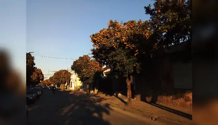 "Tenaces y queridos naranjos amargos, dispuestos a resistir indiferencias y embates para devolver generosos su inagotable y perfumada lección de vida", extracto del blog Viejos Amigos de Fernando Chiodini.