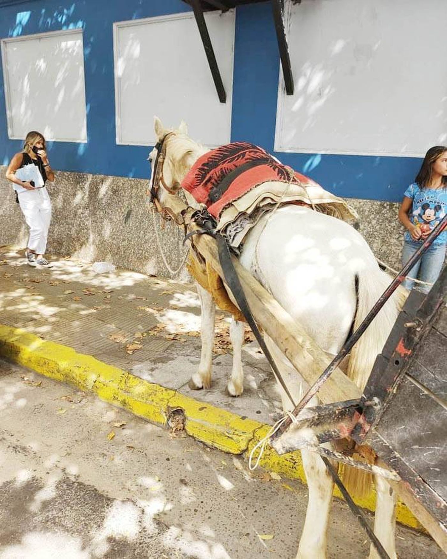 TAS: secuestran caballo por  el programa de erradicación  de tracción a sangre 