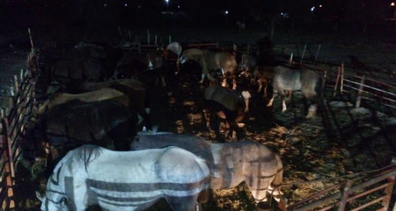 16 caballos retenidos en los últimos días por estar sueltos en la vía pública
