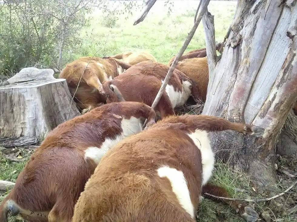 Un rayo mató a nueve vacunos en Colonia Yeruá