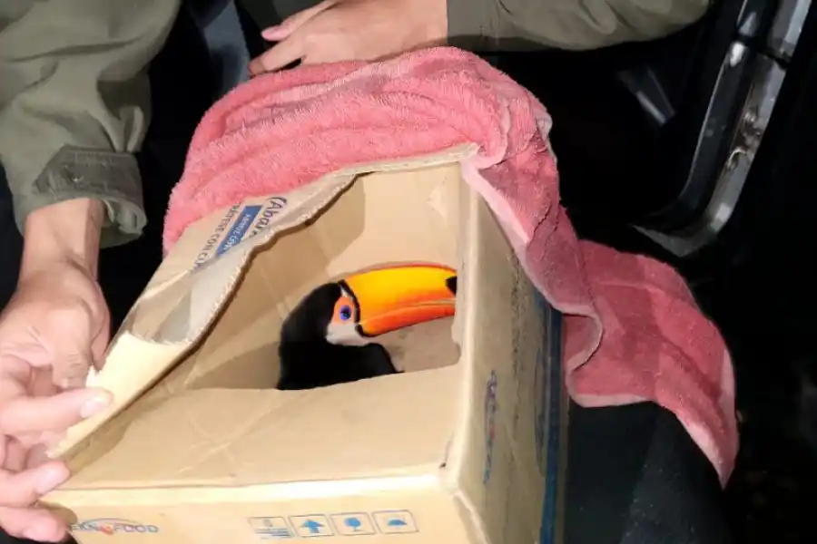 Rescatan un tucán trasladado ilegalmente en un vehículo