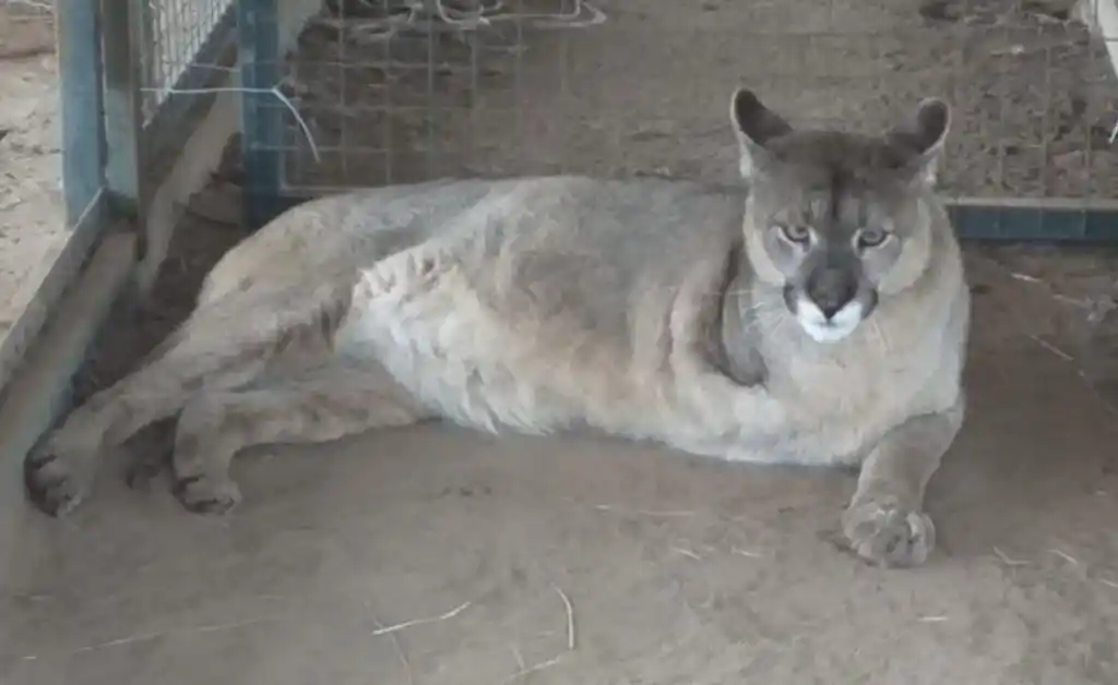 Productor hirió de gravedad a una puma y ahora debe pagarle una “cuota alimentaria” de por vida
