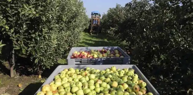 Brasil suspendió el ingreso de peras y manzanas argentinas
