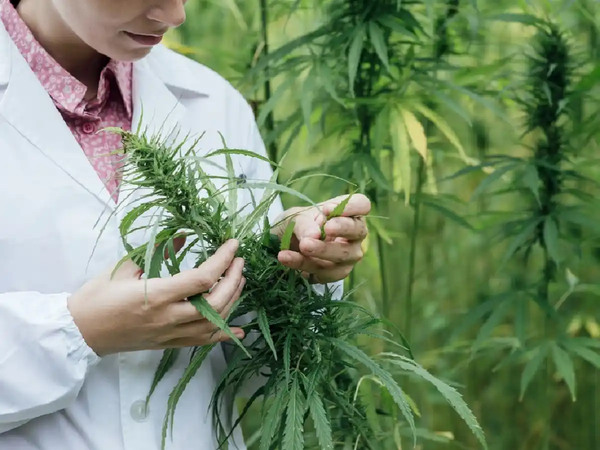 Investigadores descubren que el consumo crónico de compuestos de cannabis mejora la función cardíaca