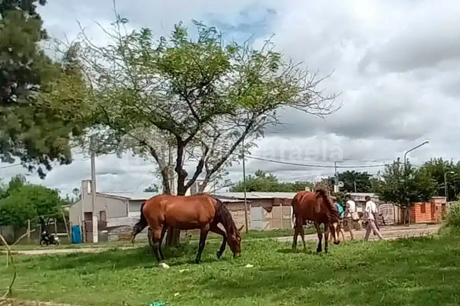 "La problemática de caballos sueltos sigue siendo una realidad en Rafaela" dijeron desde la Sociedad Rural