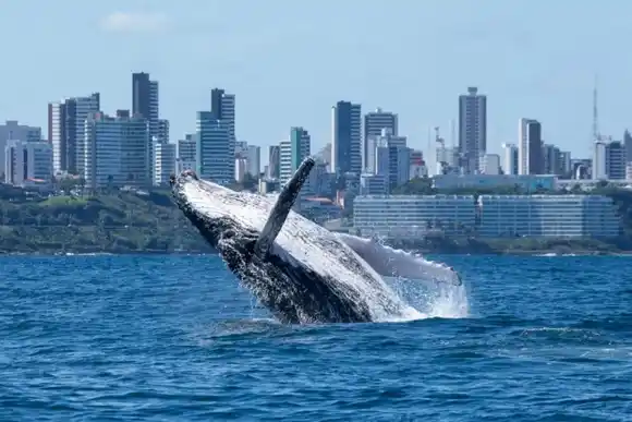 Turistas se deleitan con las ballenas en Rio: «UN ESPECTÁCULO DE DANZA»