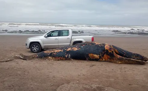 Varamiento de ballena en la costa