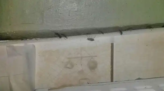 Bahía Blanca: Clausuran rotisería "plaga" de cucarachas