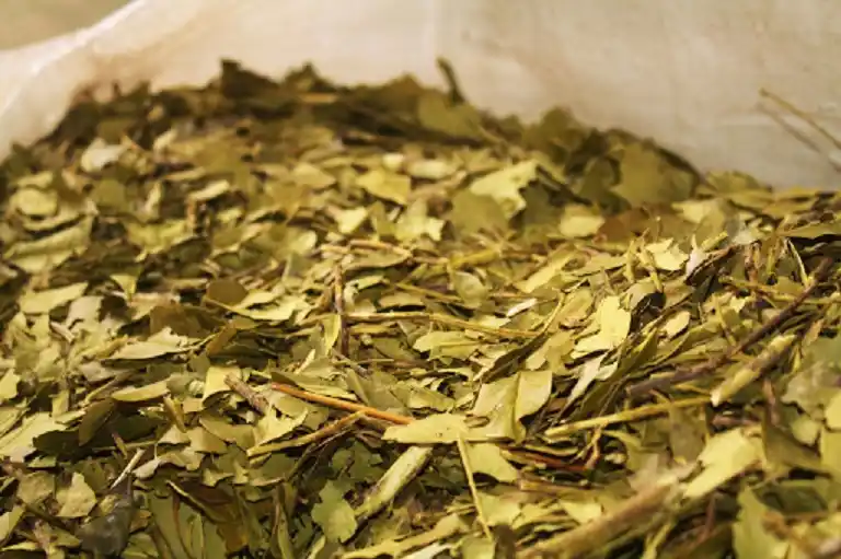 Cae el consumo de yerba mate entre enero y julio, respecto del año anterior