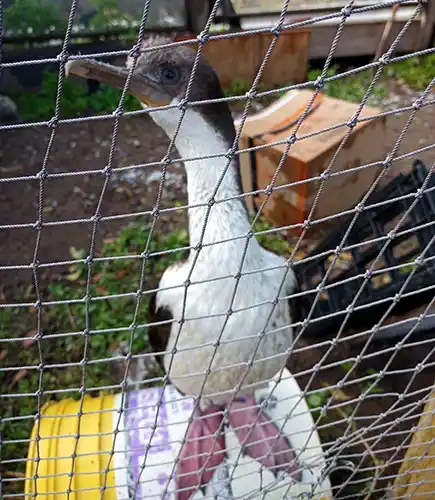 Apareció un cormorán real